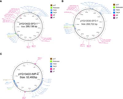 Detection of IMP-4 and SFO-1 co-producing ST51 Enterobacter hormaechei clinical isolates